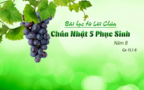 Bài học từ Lời Chúa_Chúa Nhật V Phục Sinh_Năm B_ Ga 15, 1-8