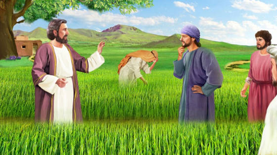 Hạt Giống Nảy Mầm_Thứ 7 tuần XVI Thường Niên_Mt 13,24-30