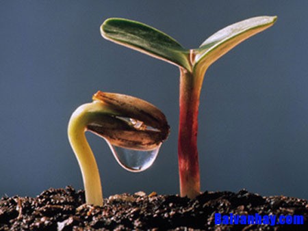 Giá trị sống_ SỐNG KHIÊM TỐN